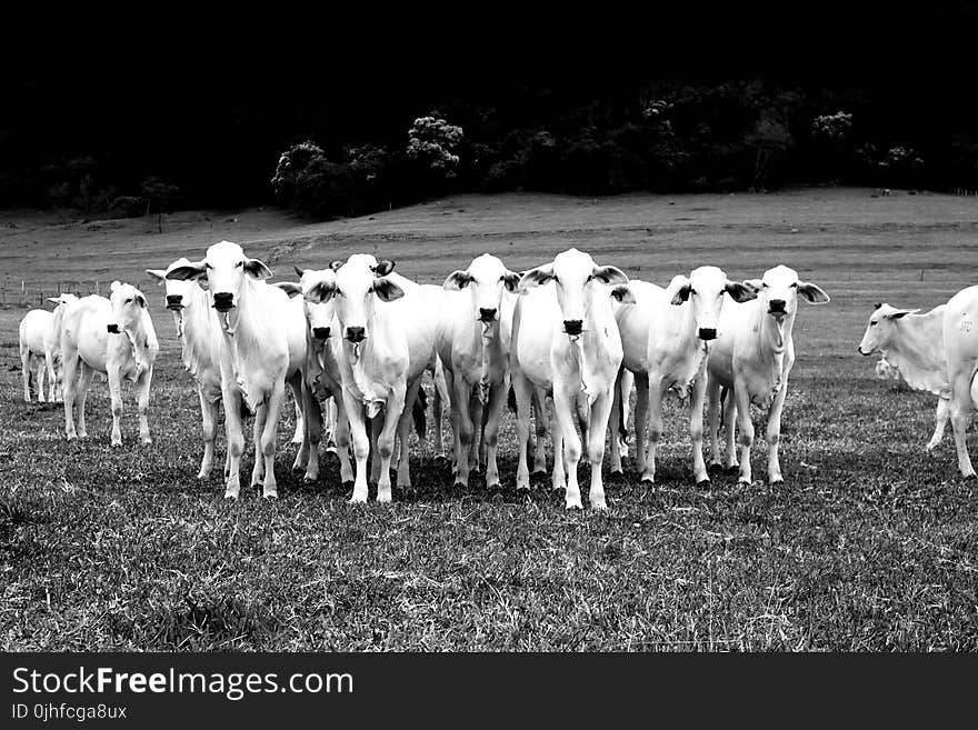 Cattle Like Mammal, White, Black And White, Herd