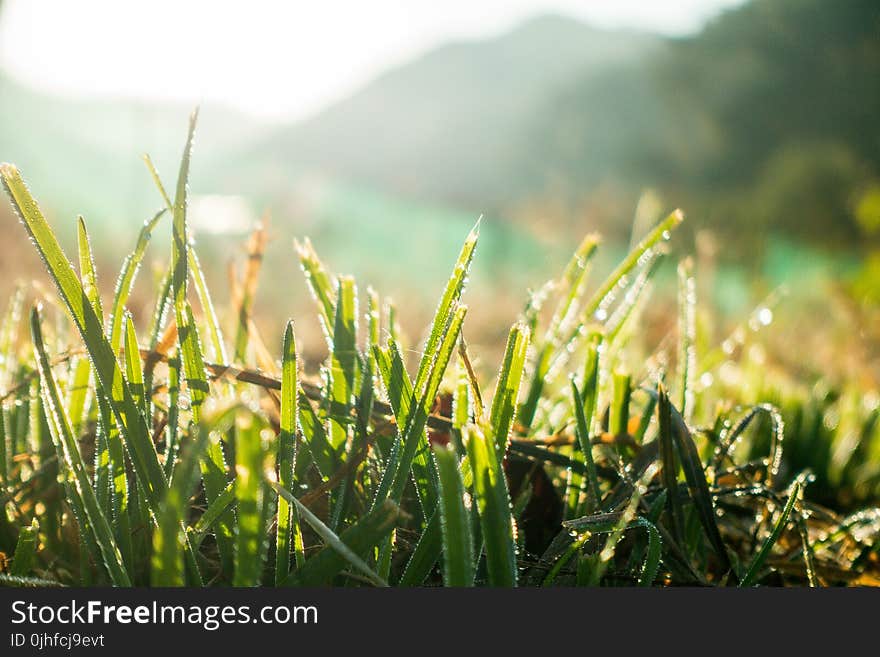 Grass, Vegetation, Moisture, Grass Family