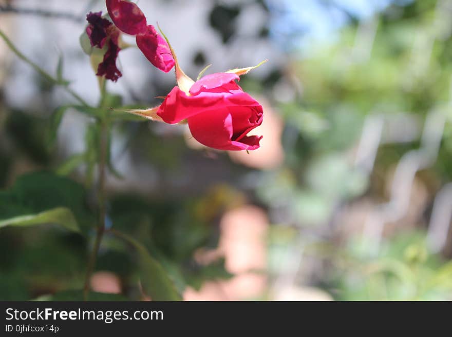 Flower, Plant, Flowering Plant, Flora