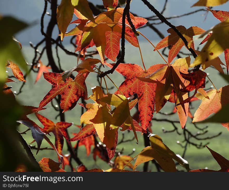 Leaf, Autumn, Flora, Maple Leaf