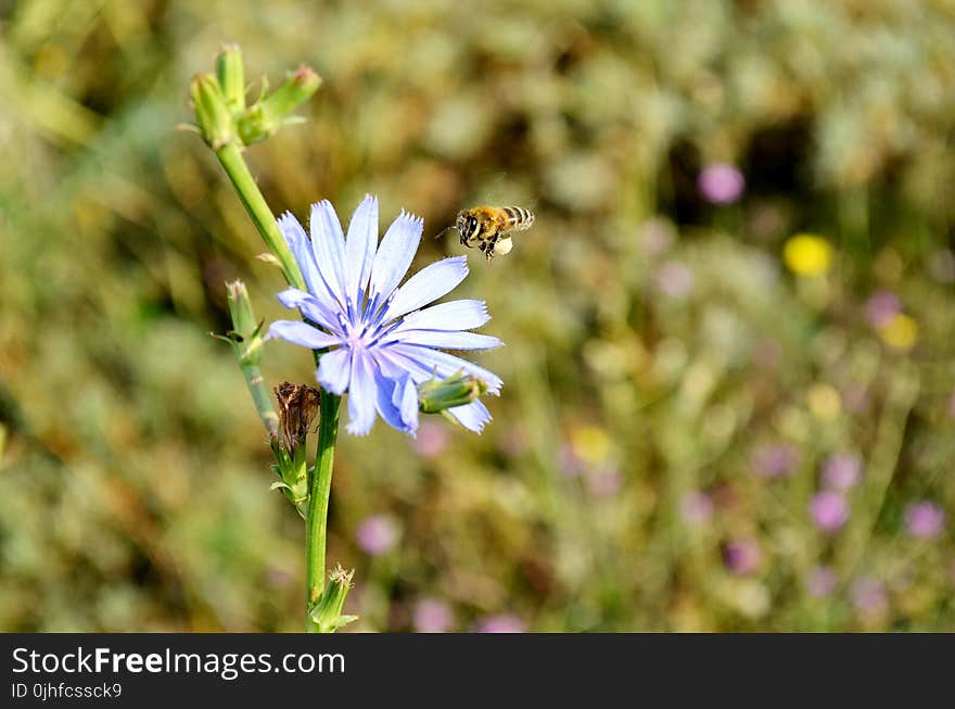 Flower, Flora, Plant, Spring