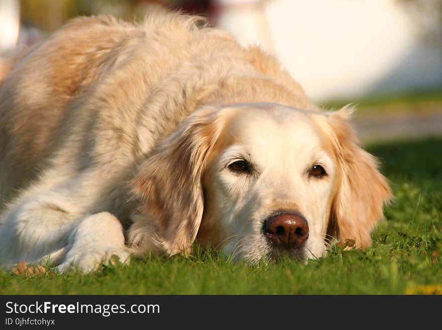 Dog, Dog Breed, Golden Retriever, Retriever