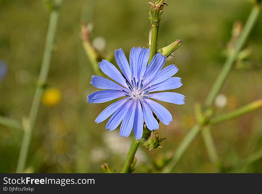 Blue, Flora, Chicory, Flower