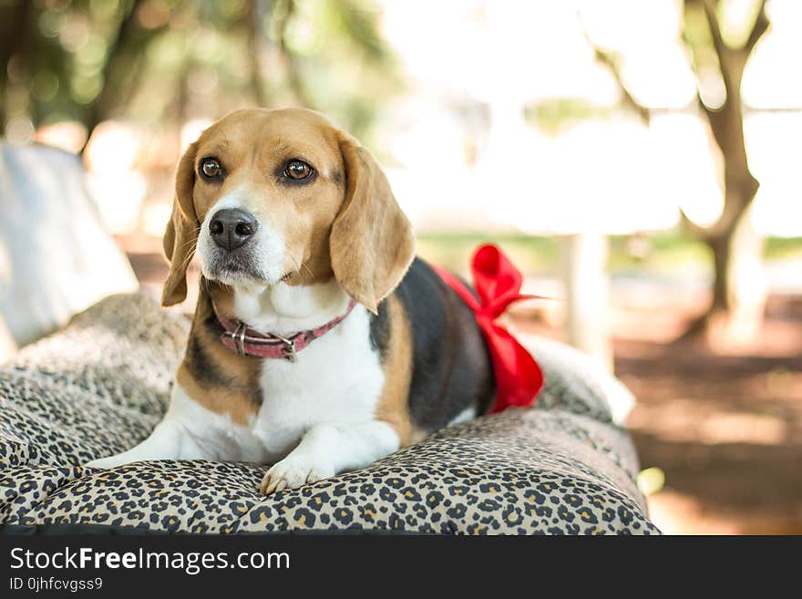 Dog, Beagle, Dog Breed, Dog Like Mammal