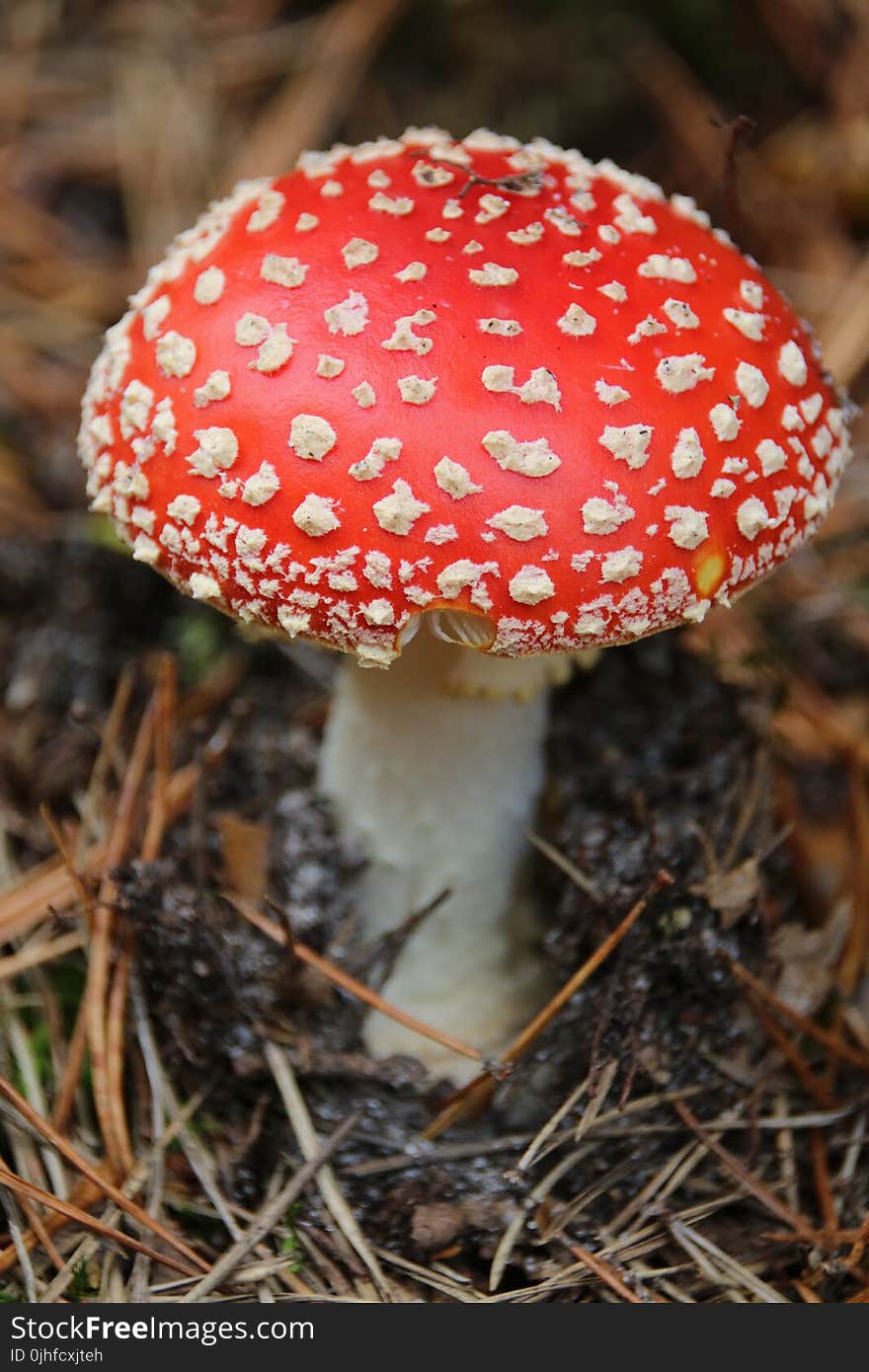 Mushroom, Agaric, Fungus, Bolete