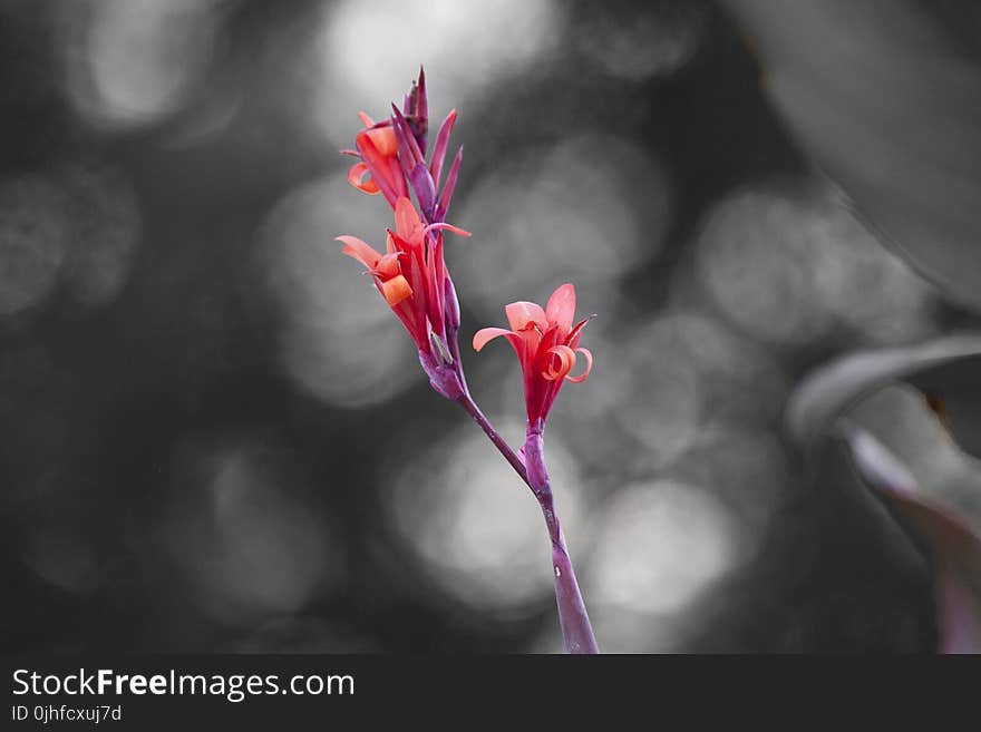 Red, Flora, Flower, Plant