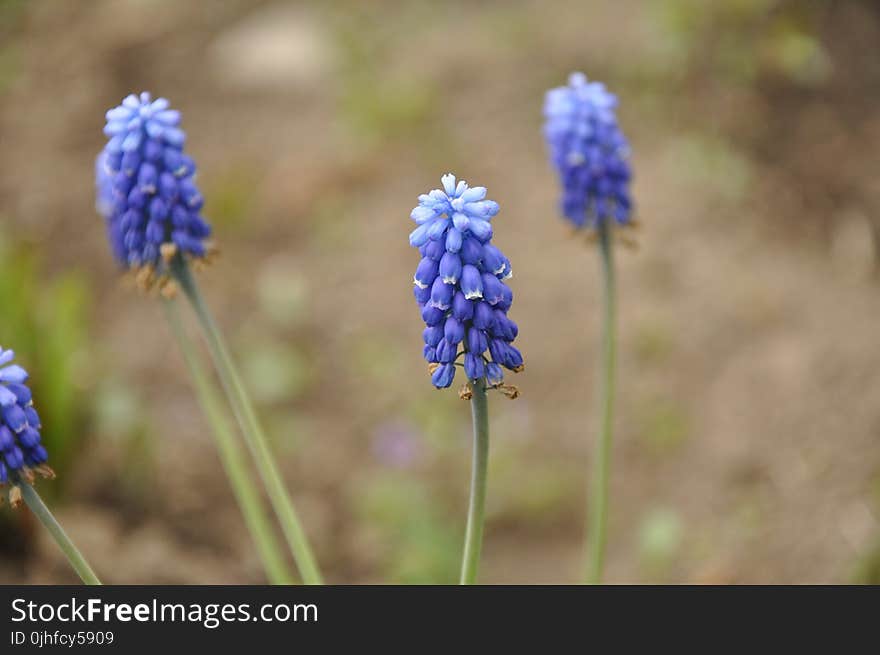 Flower, Plant, Hyacinth, Flora