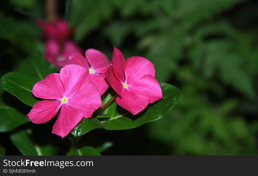 Flower, Plant, Pink, Flora