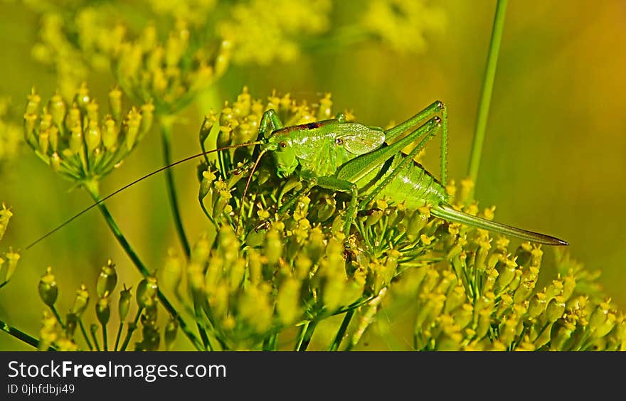 Insect, Grasshopper, Locust, Vegetation