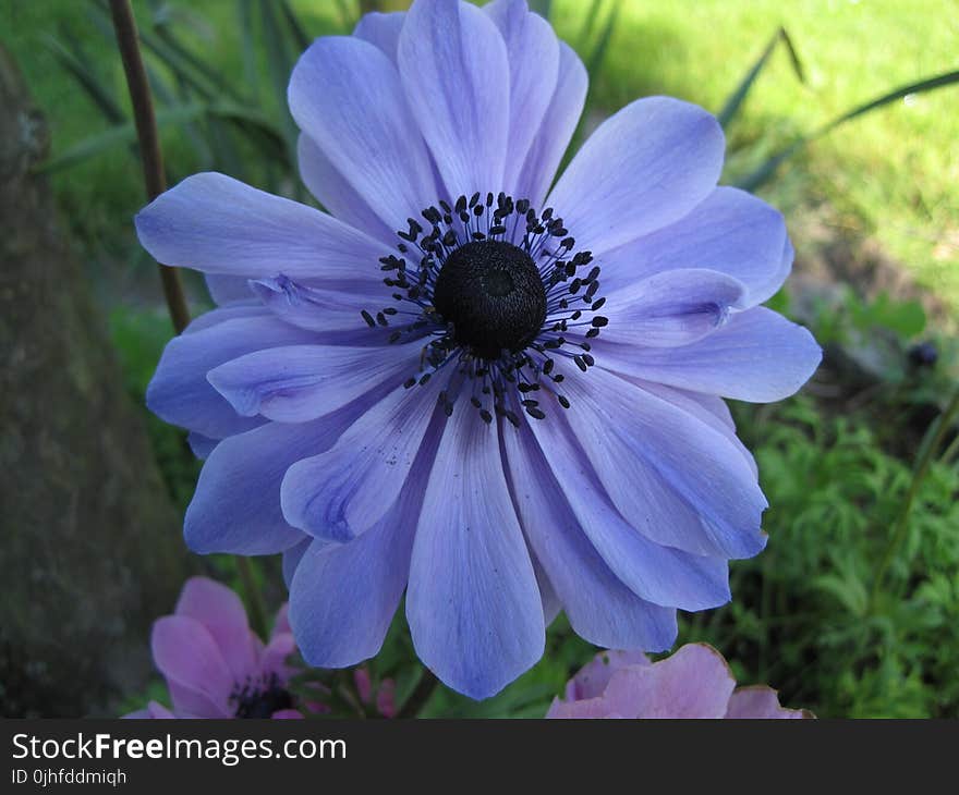 Flower, Blue, Flora, Plant