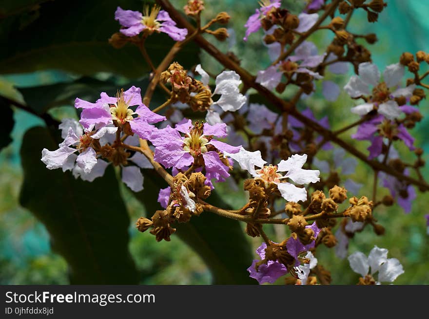 Flora, Flower, Flowering Plant, Plant