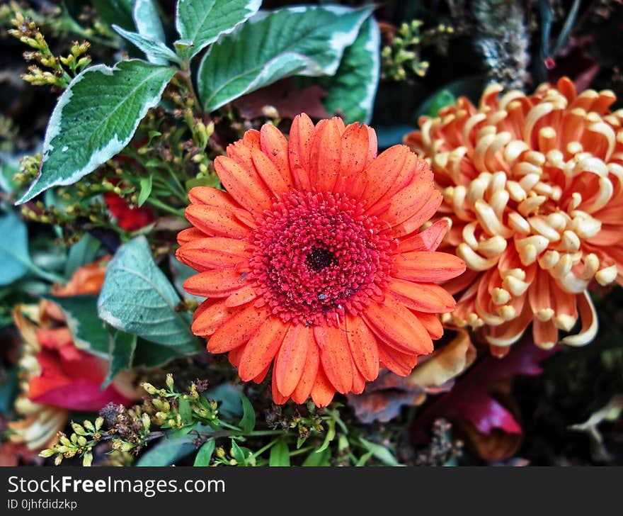 Flower, Plant, Flora, Gerbera