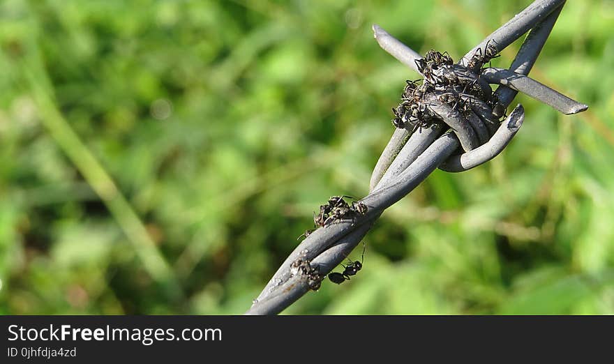 Plant, Insect, Flora, Macro Photography