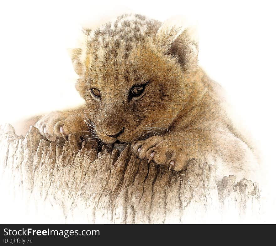 Lion, Wildlife, Mammal, Cat Like Mammal