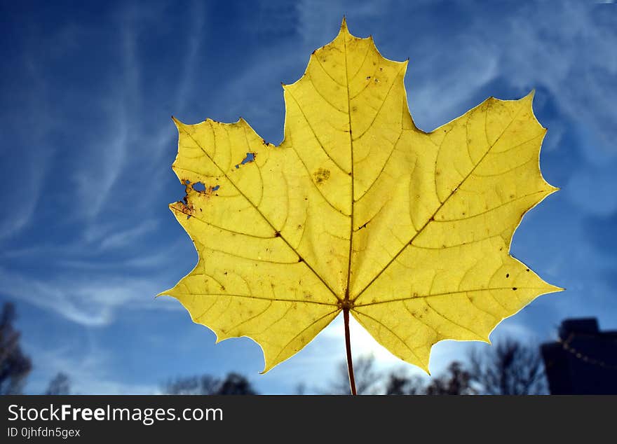 Leaf, Maple Leaf, Sky, Autumn