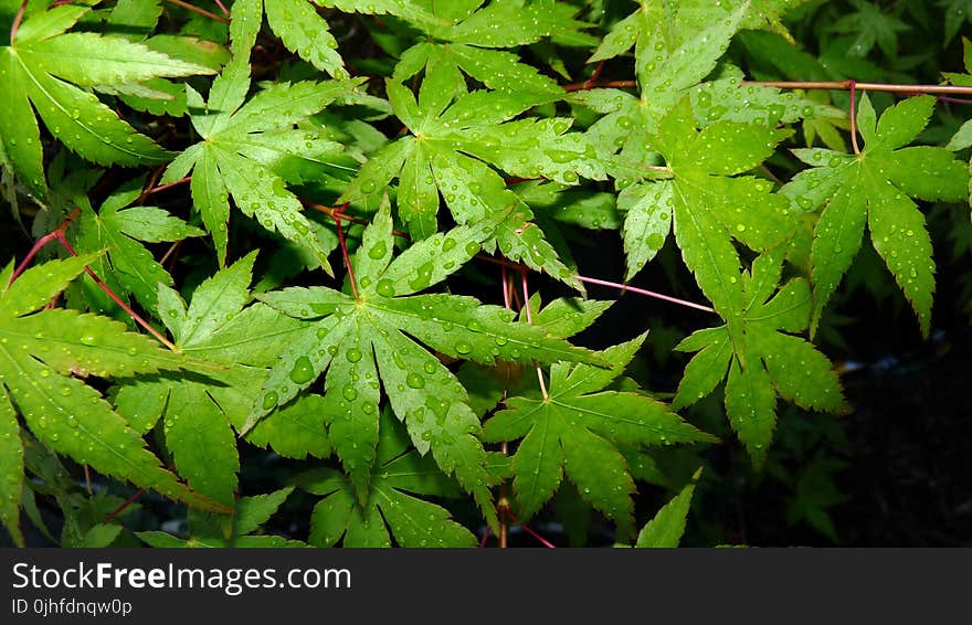 Plant, Leaf, Vegetation, Tree