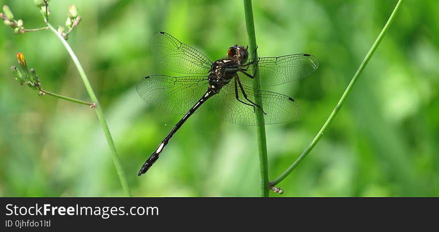 Insect, Dragonfly, Dragonflies And Damseflies, Invertebrate