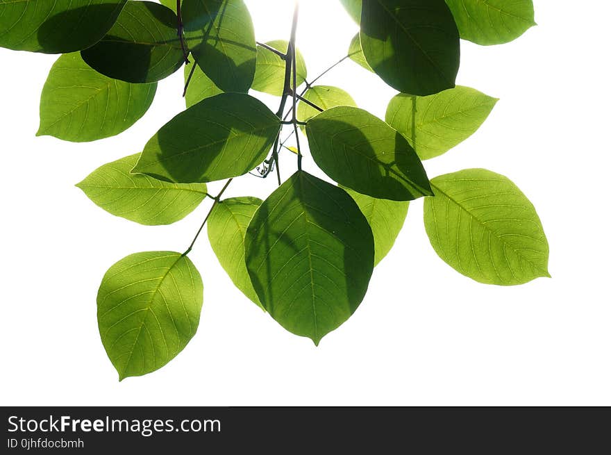 Leaf, Plant, Branch, Tree