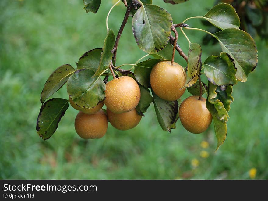 Fruit Tree, Fruit, Pear, Citrus