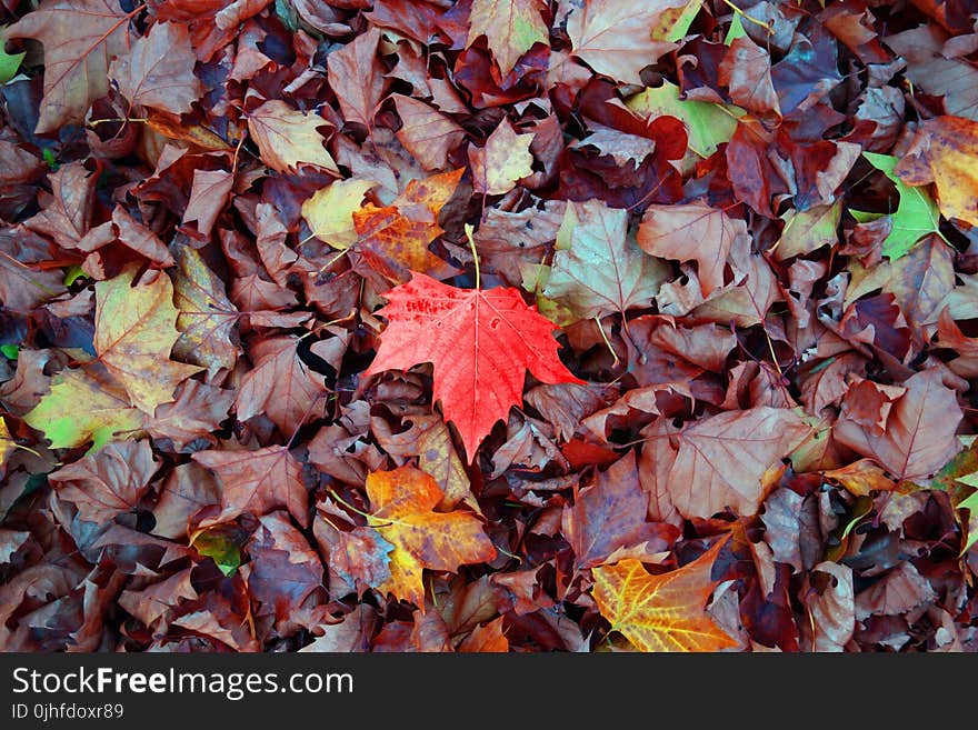 Leaf, Autumn, Deciduous, Maple Leaf