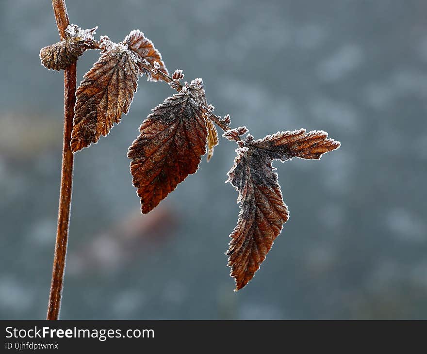 Leaf, Macro Photography, Close Up, Twig