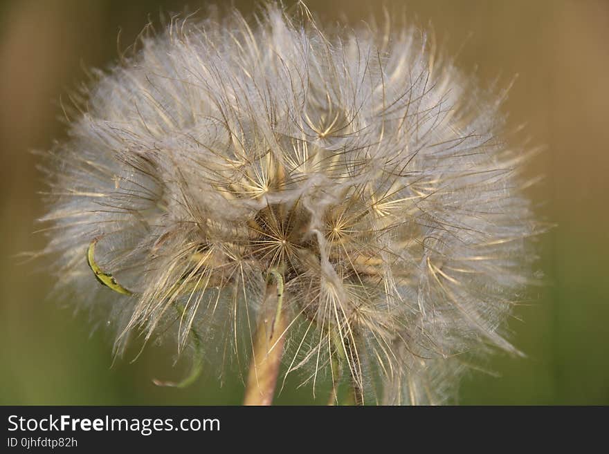 Flora, Flower, Dandelion, Close Up