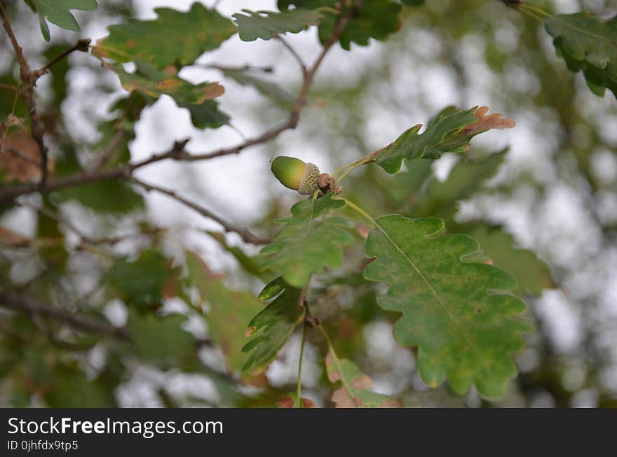 Leaf, Tree, Plant, Flora