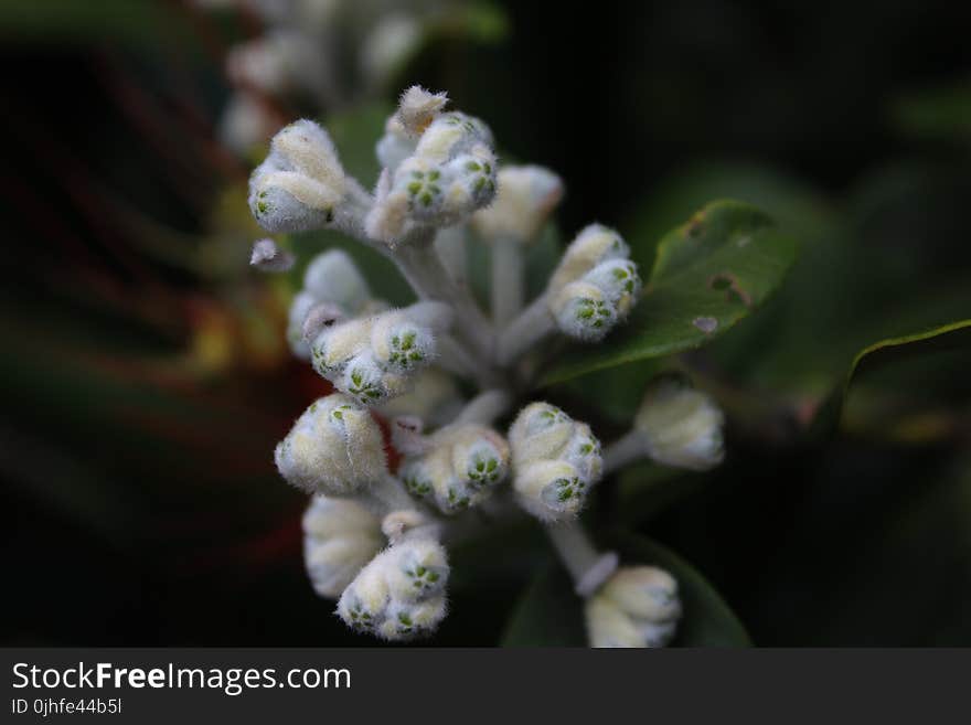 Flora, Plant, Flower, Spring