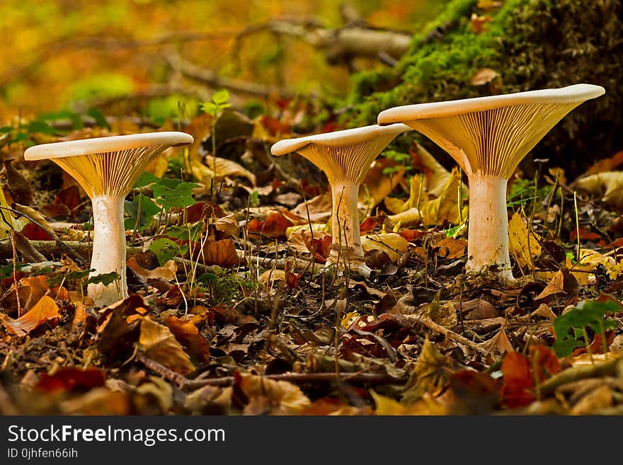 Leaf, Autumn, Deciduous, Fungus