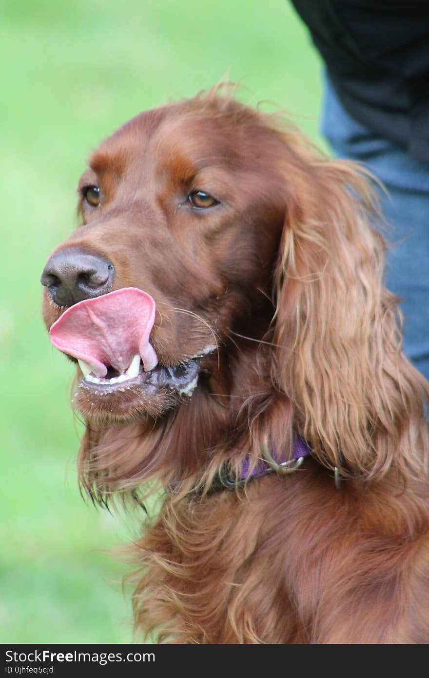 Dog, Irish Setter, Dog Like Mammal, Dog Breed