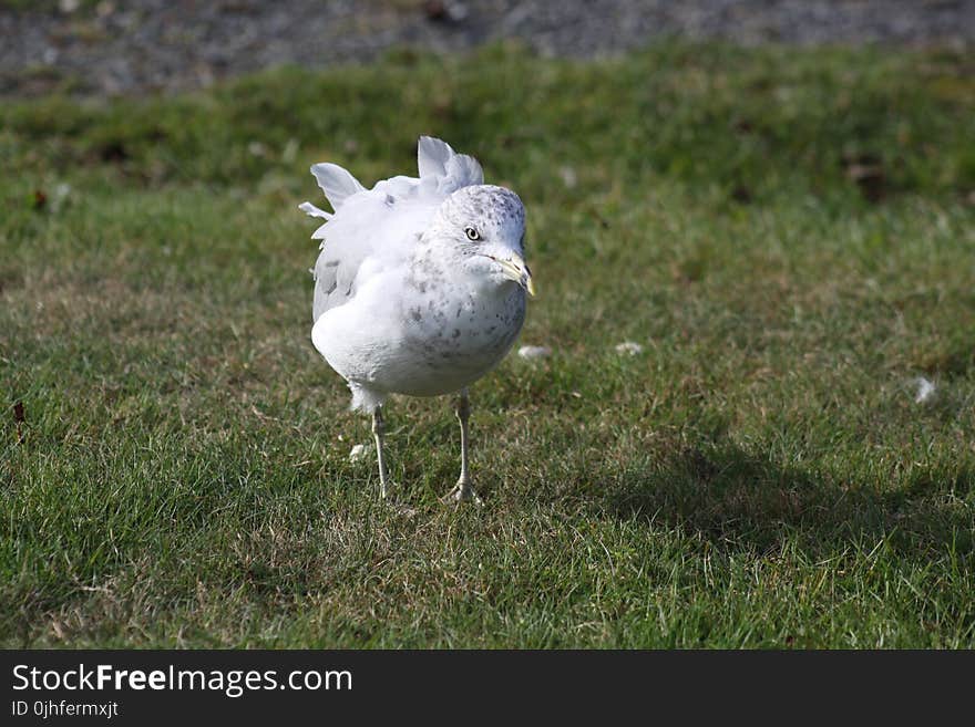 Bird, Fauna, Beak, Seabird