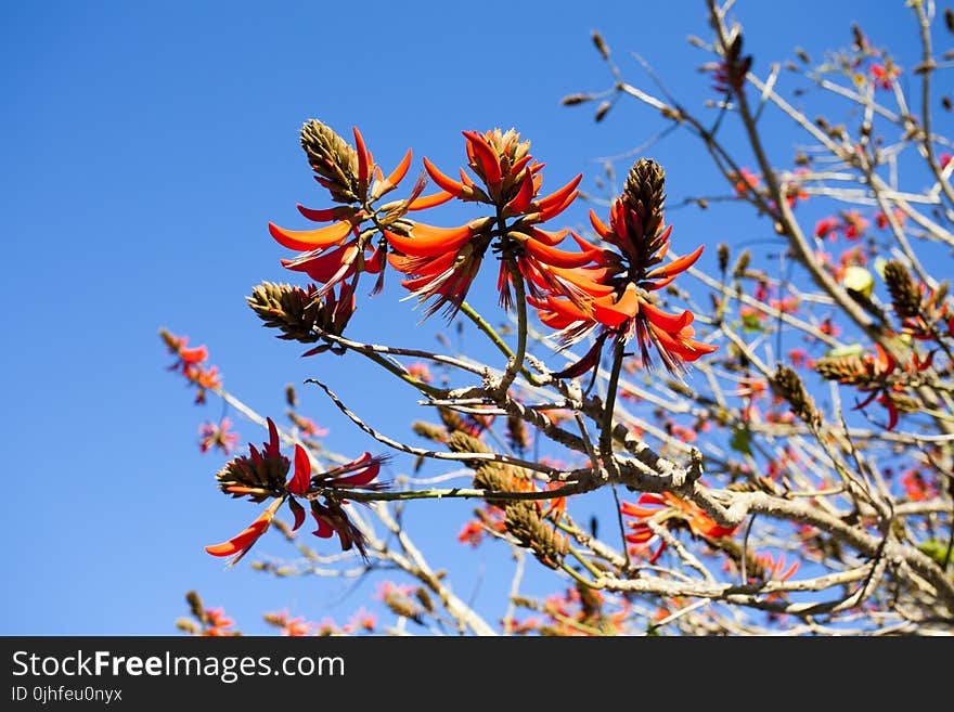 Flora, Sky, Plant, Branch