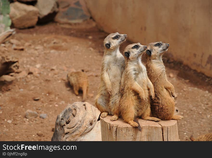 Meerkat, Mammal, Fauna, Terrestrial Animal