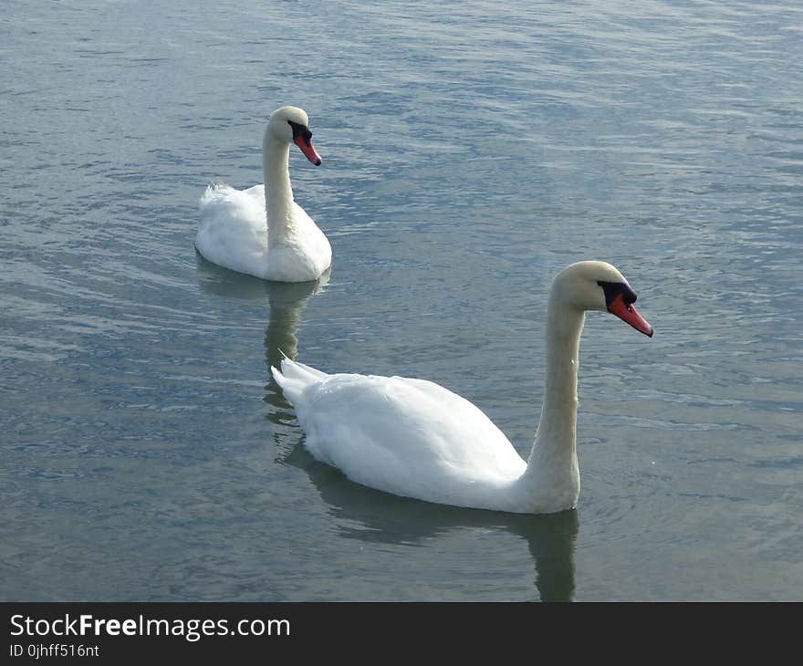 Swan, Water Bird, Bird, Ducks Geese And Swans