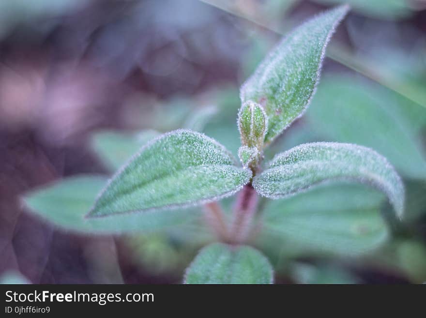 Leaf, Plant, Flora, Herb