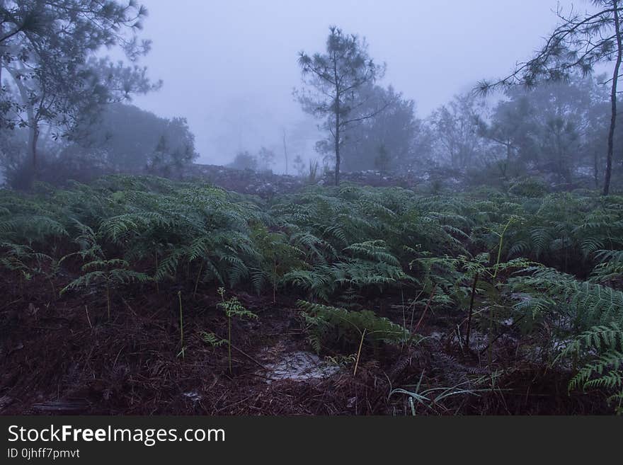 Vegetation, Forest, Rainforest, Ecosystem