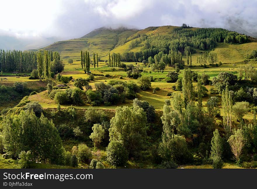 Vegetation, Ecosystem, Nature Reserve, Highland