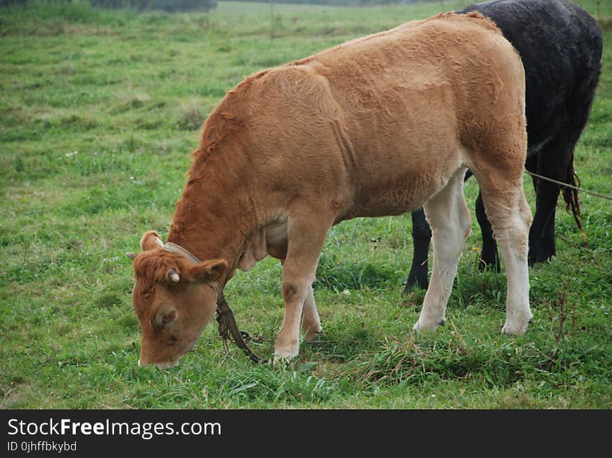 Cattle Like Mammal, Grazing, Pasture, Grassland