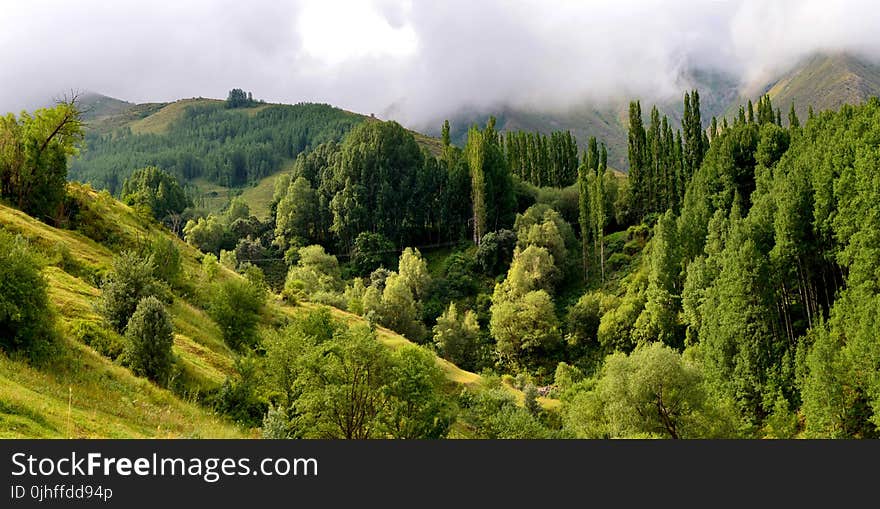 Vegetation, Ecosystem, Tropical And Subtropical Coniferous Forests, Nature Reserve