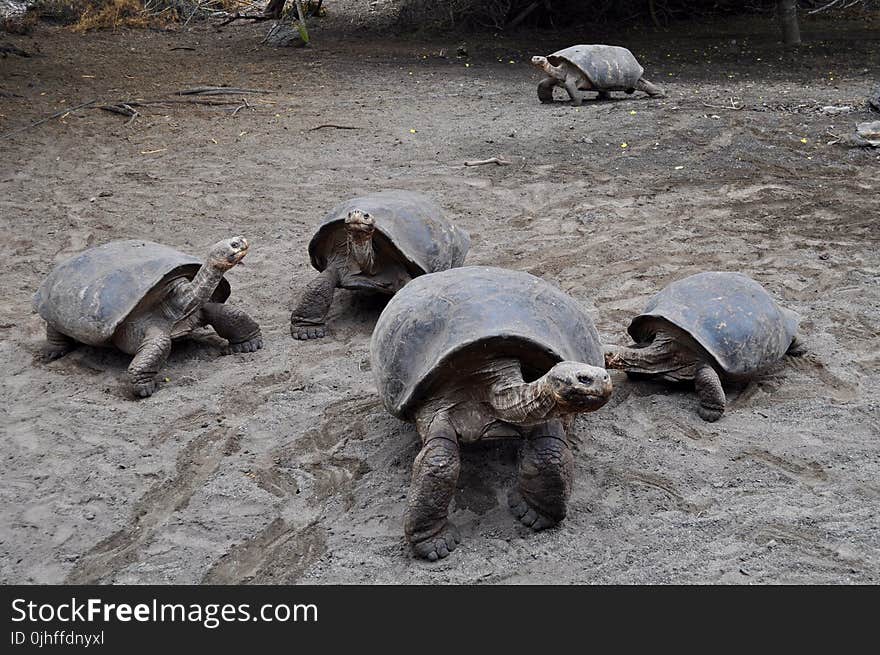 Tortoise, Turtle, Reptile, Sea Turtle