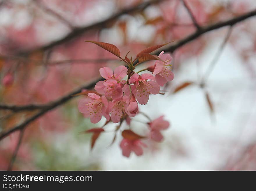 Blossom, Pink, Flower, Cherry Blossom