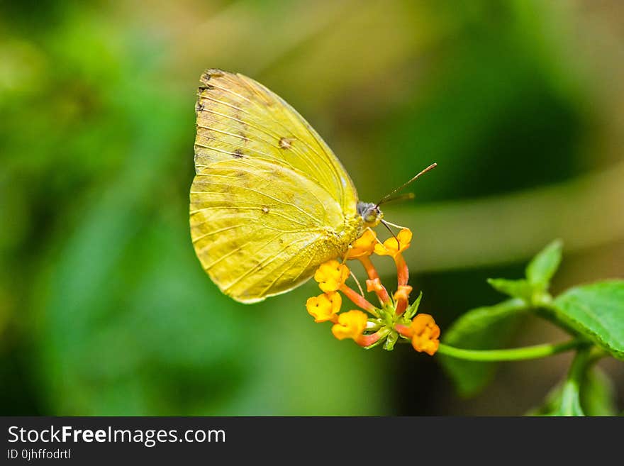 Butterfly, Insect, Moths And Butterflies, Lycaenid