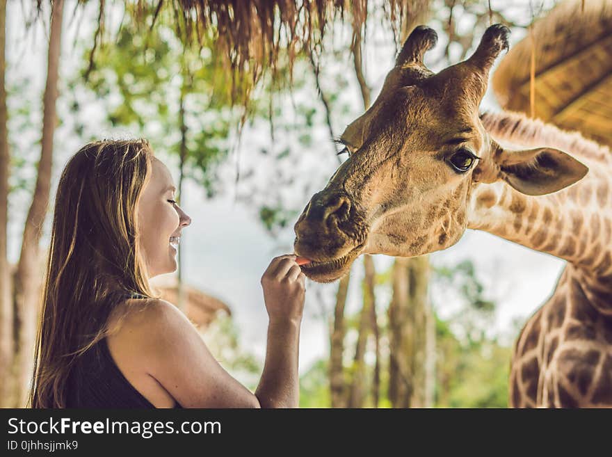 Happy young woman watching and feeding giraffe in zoo. Happy you