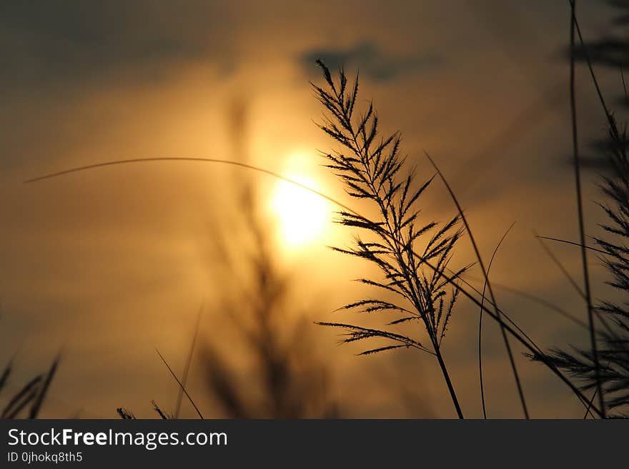 Silhouette of Plant