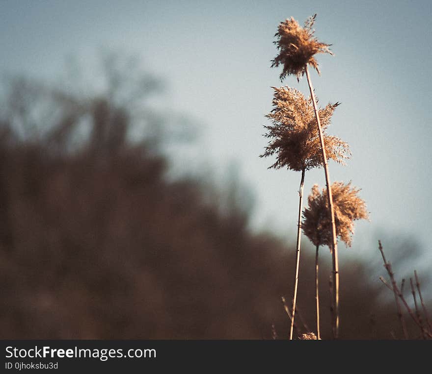 Brown Flowers Under Cloudy Weather