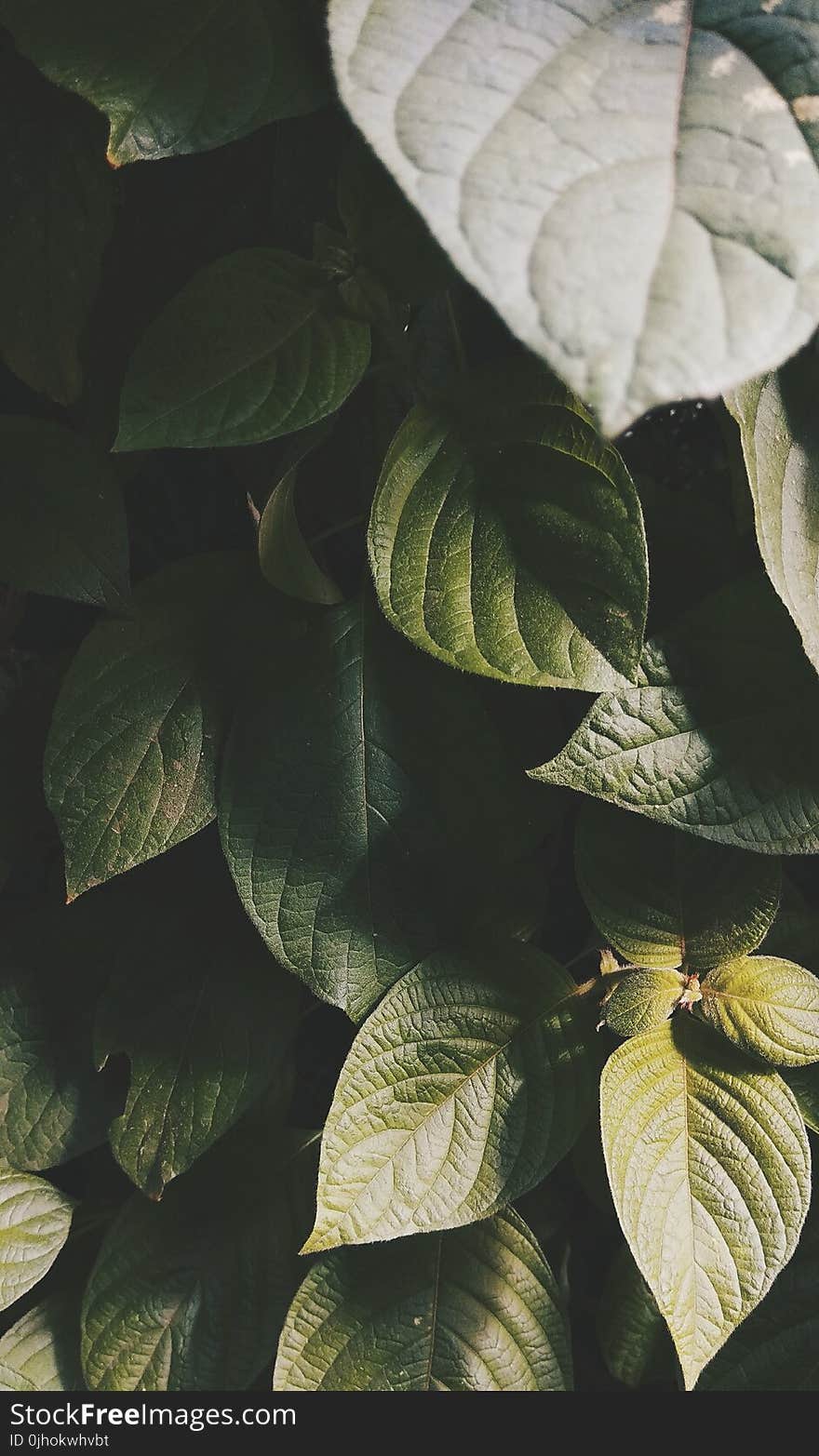 Shallow Focus Photography of Green Leaves