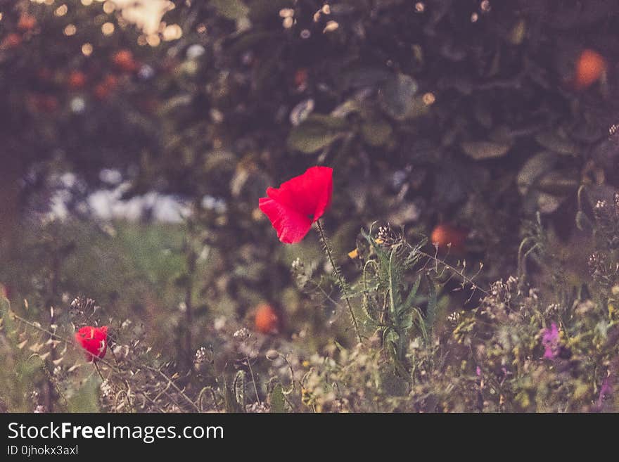 Selective Focus Photography of Red Petaled Flower