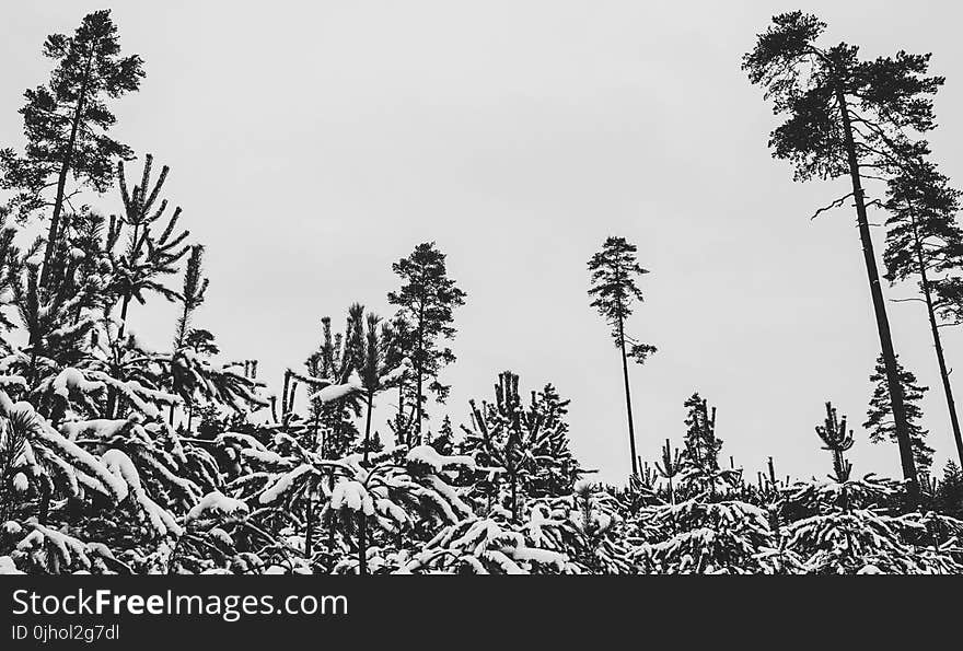 Black and White Trees Photography