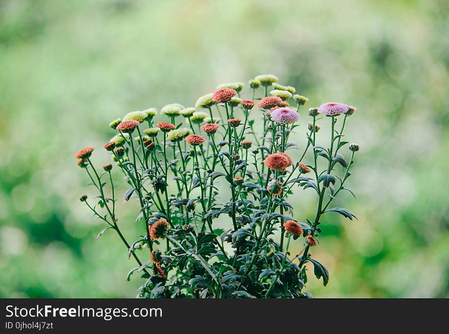 Shallow Focus Photography of Assorted Color Flowers