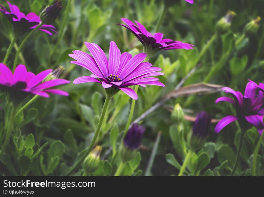 Close-Up Photography of Purple Daisybush Flowers